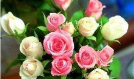 切钻玫瑰在线观看,浪漫邂逅，在线见证爱情奇迹